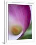 Calla Lily in Fuquay Varina, North Carolina-Melissa Southern-Framed Photographic Print