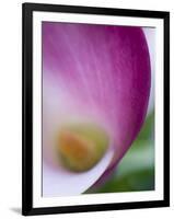 Calla Lily in Fuquay Varina, North Carolina-Melissa Southern-Framed Photographic Print