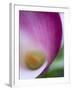 Calla Lily in Fuquay Varina, North Carolina-Melissa Southern-Framed Photographic Print