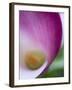 Calla Lily in Fuquay Varina, North Carolina-Melissa Southern-Framed Photographic Print