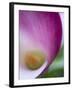 Calla Lily in Fuquay Varina, North Carolina-Melissa Southern-Framed Photographic Print