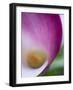 Calla Lily in Fuquay Varina, North Carolina-Melissa Southern-Framed Photographic Print