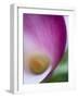 Calla Lily in Fuquay Varina, North Carolina-Melissa Southern-Framed Photographic Print