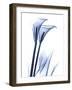 Calla Lily Indigo-Albert Koetsier-Framed Art Print