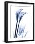 Calla Lily Indigo-Albert Koetsier-Framed Art Print