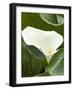 Calla lily, International Rose Test Garden, Portland, Oregon.-William Sutton-Framed Photographic Print