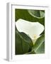 Calla lily, International Rose Test Garden, Portland, Oregon.-William Sutton-Framed Photographic Print