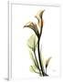 Calla Lily L233-Albert Koetsier-Framed Photographic Print