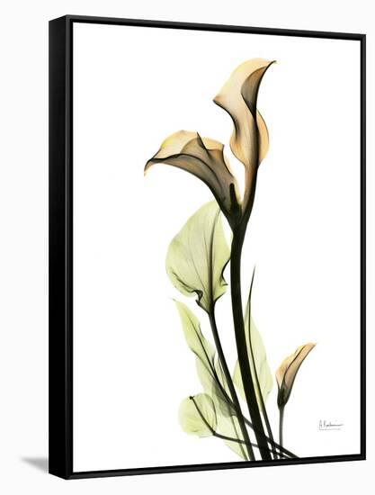 Calla Lily L233-Albert Koetsier-Framed Stretched Canvas