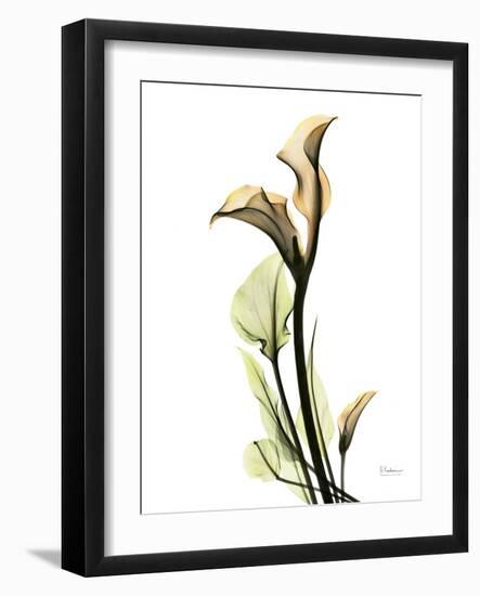 Calla Lily L233-Albert Koetsier-Framed Photographic Print