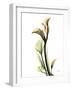 Calla Lily L233-Albert Koetsier-Framed Photographic Print