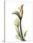 Calla Lily L233-Albert Koetsier-Stretched Canvas