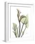 Calla Lily L235-Albert Koetsier-Framed Photographic Print