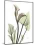 Calla Lily L235-Albert Koetsier-Mounted Photographic Print