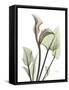 Calla Lily L235-Albert Koetsier-Framed Stretched Canvas