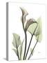 Calla Lily L235-Albert Koetsier-Stretched Canvas