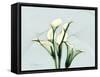 Calla Lily L275-Albert Koetsier-Framed Stretched Canvas