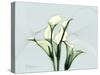 Calla Lily L275-Albert Koetsier-Stretched Canvas