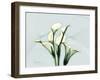 Calla Lily L275-Albert Koetsier-Framed Art Print