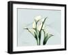 Calla Lily L275-Albert Koetsier-Framed Art Print