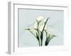 Calla Lily L275-Albert Koetsier-Framed Art Print