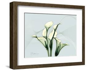 Calla Lily L275-Albert Koetsier-Framed Art Print