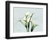 Calla Lily L275-Albert Koetsier-Framed Art Print