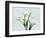 Calla Lily L275-Albert Koetsier-Framed Art Print