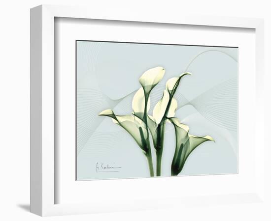 Calla Lily L275-Albert Koetsier-Framed Art Print