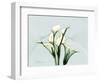 Calla Lily L275-Albert Koetsier-Framed Art Print