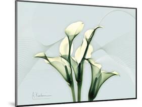 Calla Lily L275-Albert Koetsier-Mounted Premium Giclee Print