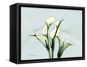 Calla Lily L275-Albert Koetsier-Framed Stretched Canvas