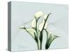 Calla Lily L275-Albert Koetsier-Stretched Canvas