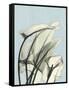 Calla Lily Leaves-Albert Koetsier-Framed Stretched Canvas