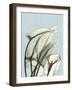 Calla Lily Leaves-Albert Koetsier-Framed Art Print