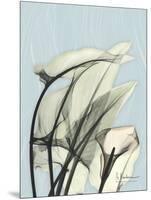 Calla Lily Leaves-Albert Koetsier-Mounted Art Print