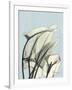 Calla Lily Leaves-Albert Koetsier-Framed Art Print