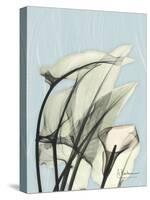 Calla Lily Leaves-Albert Koetsier-Stretched Canvas
