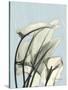 Calla Lily Leaves-Albert Koetsier-Stretched Canvas