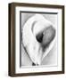 Calla Lily, Mexico City, 1925-Tina Modotti-Framed Giclee Print