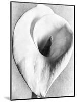 Calla Lily, Mexico City, 1925-Tina Modotti-Mounted Giclee Print