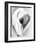 Calla Lily, Mexico City, 1925-Tina Modotti-Framed Premium Giclee Print