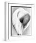 Calla Lily, Mexico City, 1925-Tina Modotti-Framed Premium Giclee Print