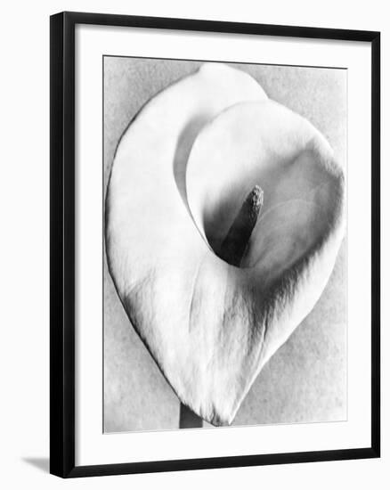 Calla Lily, Mexico City, 1925-Tina Modotti-Framed Giclee Print