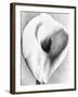 Calla Lily, Mexico City, 1925-Tina Modotti-Framed Giclee Print