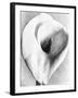 Calla Lily, Mexico City, 1925-Tina Modotti-Framed Giclee Print