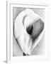 Calla Lily, Mexico City, 1925-Tina Modotti-Framed Giclee Print