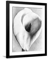 Calla Lily, Mexico City, 1925-Tina Modotti-Framed Giclee Print