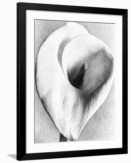 Calla Lily, Mexico City, 1925-Tina Modotti-Framed Giclee Print