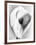 Calla Lily, Mexico City, 1925-Tina Modotti-Framed Giclee Print